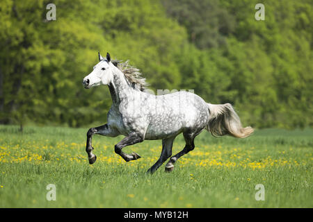 Cheval de Hanovre. Gris pommelé galopant mare sur un pré. Allemagne Banque D'Images