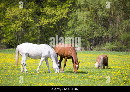 Poney Équitation allemande. Le châtaignier et gris sur un pâturage pâturage adultes, avec un poney Shetland. Allemagne Banque D'Images