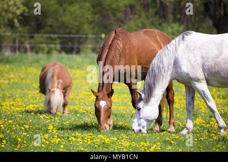 Poney Équitation allemande. Le châtaignier et gris sur un pâturage pâturage adultes, avec un poney Shetland. Allemagne Banque D'Images