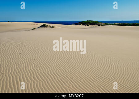 Les dunes de Myall Lakes en Australie. Banque D'Images