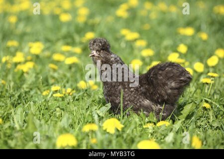 Poulet domestique, race : Silkie, soyeux. Poule dans une prairie avec des fleurs de pissenlit. Allemagne Banque D'Images