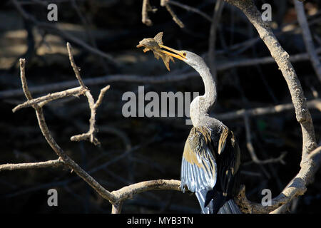 Anhinga (aka Snakebird, American Vert) avec les proies, avec son bec percé à travers un poisson-chat. Pantanal, Brésil Banque D'Images