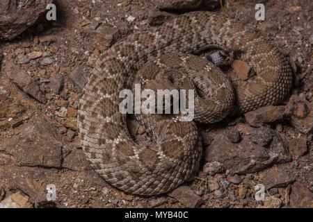 Ile San Lorenzo Crotale de l'Ouest (Crotalus lorenzoensis) de Baja California, au Mexique. Banque D'Images