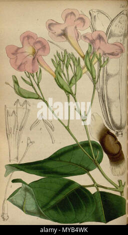 . Anglais : Bignonia corymbosa, comme Macfadyena corymbosa . 30 octobre 2011. Journal of Botany 74 Bignonia corymbosa Banque D'Images