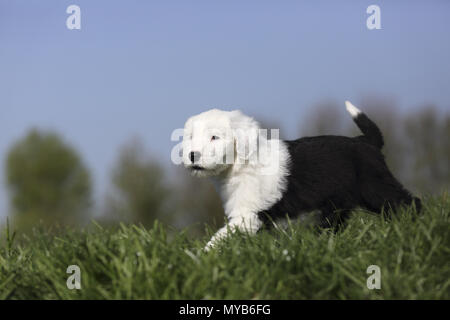 Old English Sheepdog. Chiot marche sur un pré. Allemagne Banque D'Images