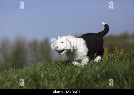 Old English Sheepdog. Chiot s'exécutant sur un pré. Allemagne Banque D'Images