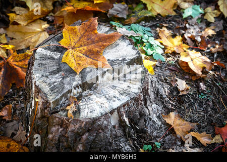 La souche d'un vieil arbre, couvert de feuilles mortes et de la mousse. Banque D'Images