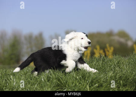 Old English Sheepdog. Chiot s'exécutant sur un pré. Allemagne Banque D'Images