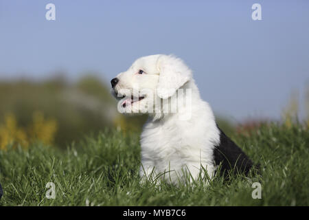 Old English Sheepdog. Chiot assis sur un pré. Allemagne Banque D'Images