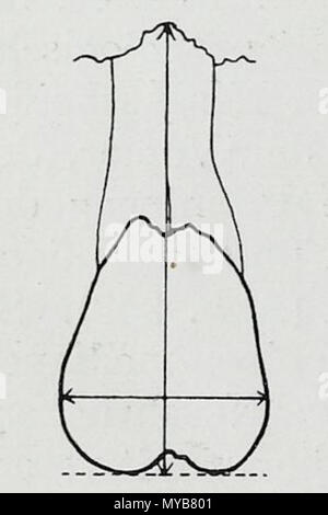 . Anglais : Une illustration anatomique de l'édition allemande de 1921 pot des Menschen : ein Lehrbuch für Studierende und Ärzte avec la terminologie de l'Amérique latine. 30 novembre 2013, 09:24:38. Hermann Braus Braus 86 1921 392 Banque D'Images