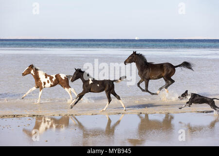 Barb horse. Bay horse, deux poulains Pinto et un chien galoper dans l'eau peu profonde. L'Égypte. Banque D'Images