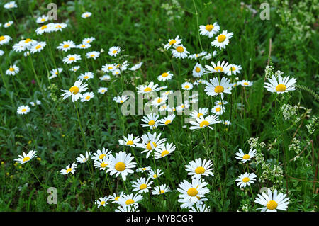 Marguerites daisy en floraison pré, rayons blanc et jaune fleurs du disque Banque D'Images