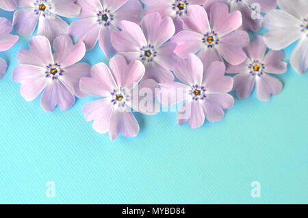 Phlox violet Lavande fleurs sur fond pastel bleu sarcelle turquoise télévision mise en page avec copie espace. Banque D'Images