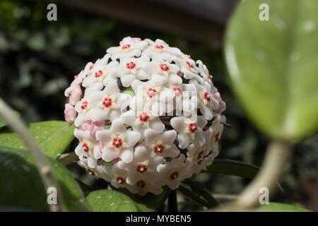 Détail de fleurs macro d'une usine de cire (Hoya carnosa ×). Banque D'Images