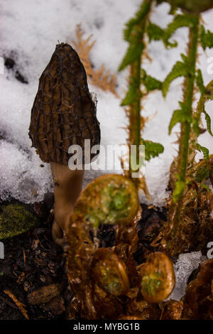 Dans l'arrière-plan, le champignon de printemps est surpris par la neige. Il y a des fougères dans l'avant-plan. Banque D'Images