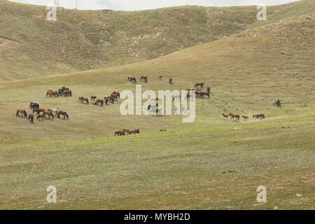 Nomades kazakhs arrondissant ses chevaux, Keketuohai, Xinjiang, Chine Banque D'Images