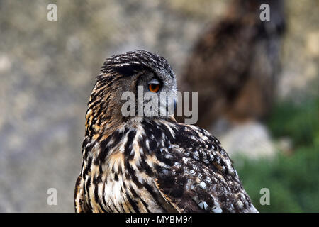 Lacteus eurasien Banque D'Images