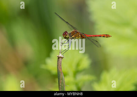 Ruddy darter (Sympetrum sanguineum) Banque D'Images