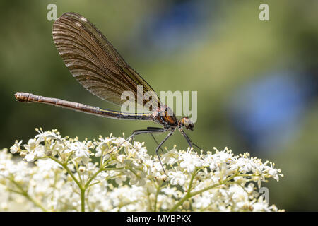 Belle demoiselle (Calopteryx virgo) Banque D'Images