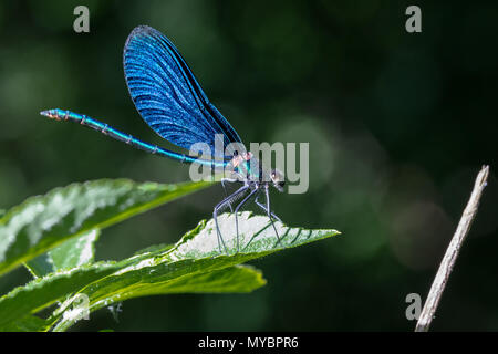 Belle demoiselle (Calopteryx virgo) - Mâle Banque D'Images