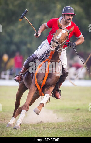 Polo Pony. Joueur dans un match de polo. Jaipur, Inde. Banque D'Images