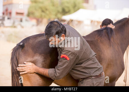 Chevaux Marwari. Baie-d'obtenir un massage. L'Inde Banque D'Images