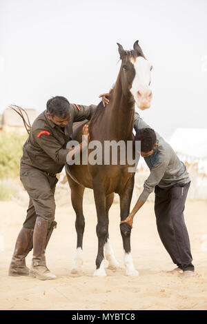 Chevaux Marwari. Baie-d'obtenir un massage. L'Inde Banque D'Images