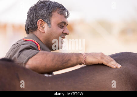 Chevaux Marwari. Baie-d'obtenir un massage. L'Inde Banque D'Images