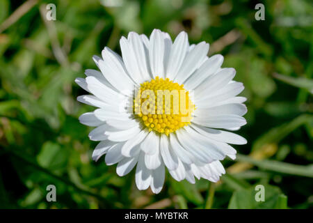 Bellis perennis (Daisy), gros plan d'une fleur simple. Banque D'Images