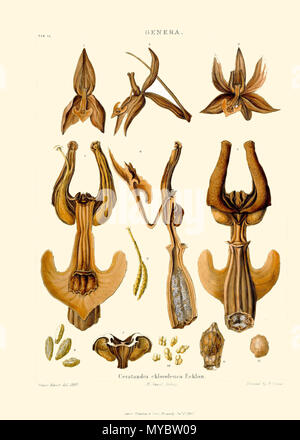 . Anglais : Illustration de Ceratandra atrata de Francis Bauer & John Lindley Illustrations de plantes orchidaceous . Entre 1830 et 1838. Francis Bauer & John Lindley 103 chloroleuca Ceratandra - Francis Bauer &AMP ; John Lindley - Illustrations des plantes orchidaceous - Planche 16 Banque D'Images