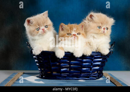 2 chatons Exotic shorthair et persans 1 chaton assis dans un panier bleu Banque D'Images