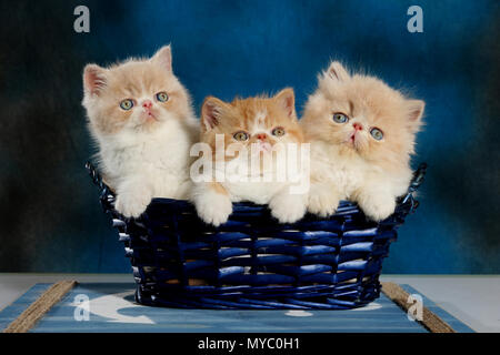 2 chatons Exotic shorthair et persans 1 chaton assis dans un panier bleu Banque D'Images
