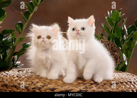 Chaton persan blanc et blanc chaton Exotic shorthair Banque D'Images