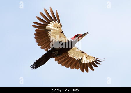 Un grand pic, Dryocopus pileatus, en vol. Banque D'Images