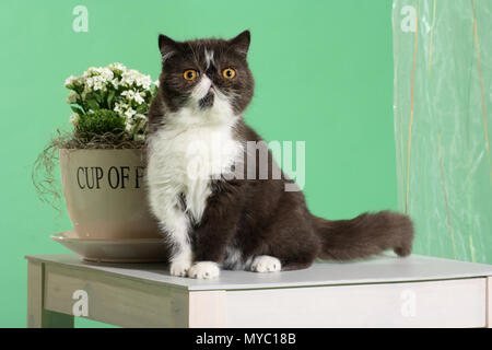 Exotic shorthair cat, Tuxedo, assise sur une table Banque D'Images