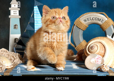 Chaton Exotic shorthair, gingembre, assis entre décoration nautique Banque D'Images