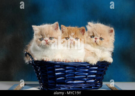 2 chatons Exotic shorthair et persans 1 chaton assis dans un panier bleu Banque D'Images