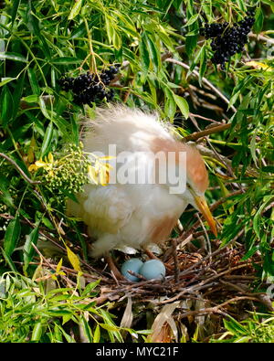 Une femme, héron garde-boeufs Bubulcus ibis, nichant dans une rookerie. Banque D'Images