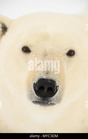 L'ours polaire (Ursus maritimus), Parc National de Wapusk, Cape Churchill, Manitoba, Canada Banque D'Images