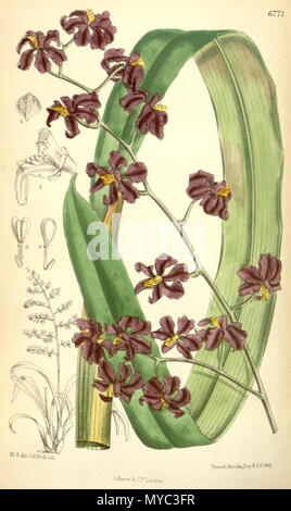 . Illustration de Cyrtochilum edwardii (syn. Odontoglossum edwardii, écrit par Hooker comme Odontoglossum edwardi) . 1884. M. S. del. (  = Matilda Smith, 1854-1926), J. N. Fitch lith. (  = John Nugent Fitch, 1840-1927) . Description par Joseph Dalton Hooker (1817-1911) 129 Cyrtochilum edwardii (comme Odontoglossum edwardi) - Curtis' 110 (Ser. N° 3 40) pl. 6771 (1884) Banque D'Images