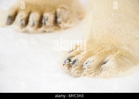 L'ours polaire (Ursus maritimus) Jambes et pattes, Wapusk National Park, Cape Churchill, Manitoba, Canada Banque D'Images