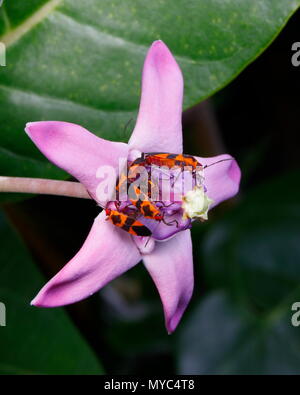 Gros bugs d'asclépiade, Oncopeltus fasciatus, qui se nourrissent de l'asclépiade géant africain. Banque D'Images