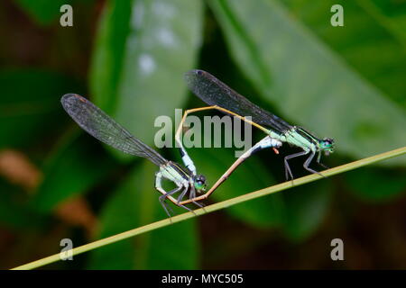 Rambur forktail de demoiselles, d'Ischnura ramburii, l'accouplement sur une tige de la plante. Banque D'Images