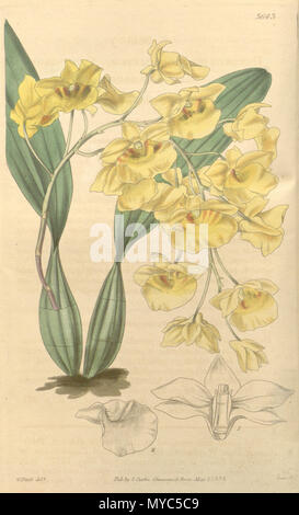 . Illustration de Dendrobium lindleyi (syn. Dendrobium aggregatum) . 1839. Walter Hood Fitch (1817-1892) del., Swan sc. 136 Dendrobium lindleyi Dendrobium aggregatum (comme) - Curtis' 65 (N.-É.) 12) pl. 3643 (1839) Banque D'Images