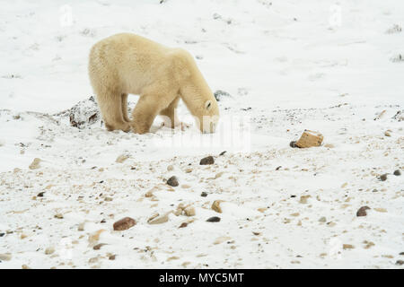 L'ours polaire (Ursus maritimus) Enquête sur le terrain sous la neige sur la rive de la Baie d'Hudson, Churchill Wildlife Management Area, Churchill, Manitoba, Canada Banque D'Images