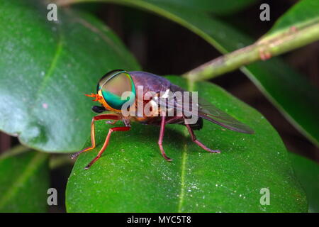 Un four-spotted pennant, Brachymesia, Feliz dia del amor au repos sur une plante. Banque D'Images