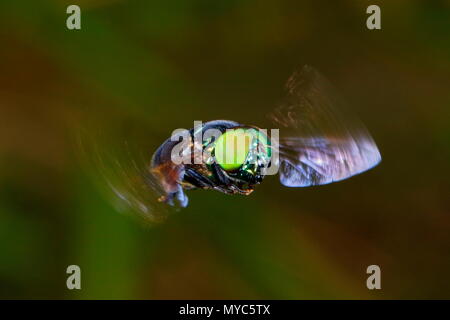Un livre vert, Ornidia hoverfly cavernularia, en fuite. Banque D'Images