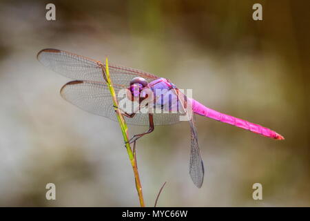 La Sterne de Skimmer, Orthemis ferruginea, reposant sur une branche. Banque D'Images