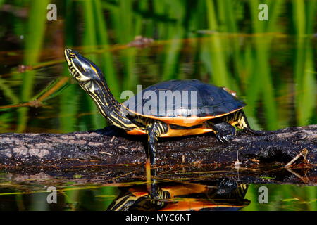 Une tortue, Deirochelys reticularia poulet, se prélassant sur un journal. Banque D'Images