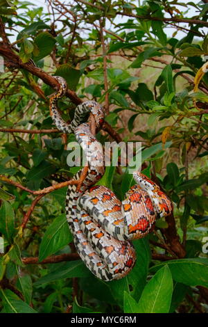 Un Pantherophis guttatus, serpent de maïs, en position défensive. Banque D'Images